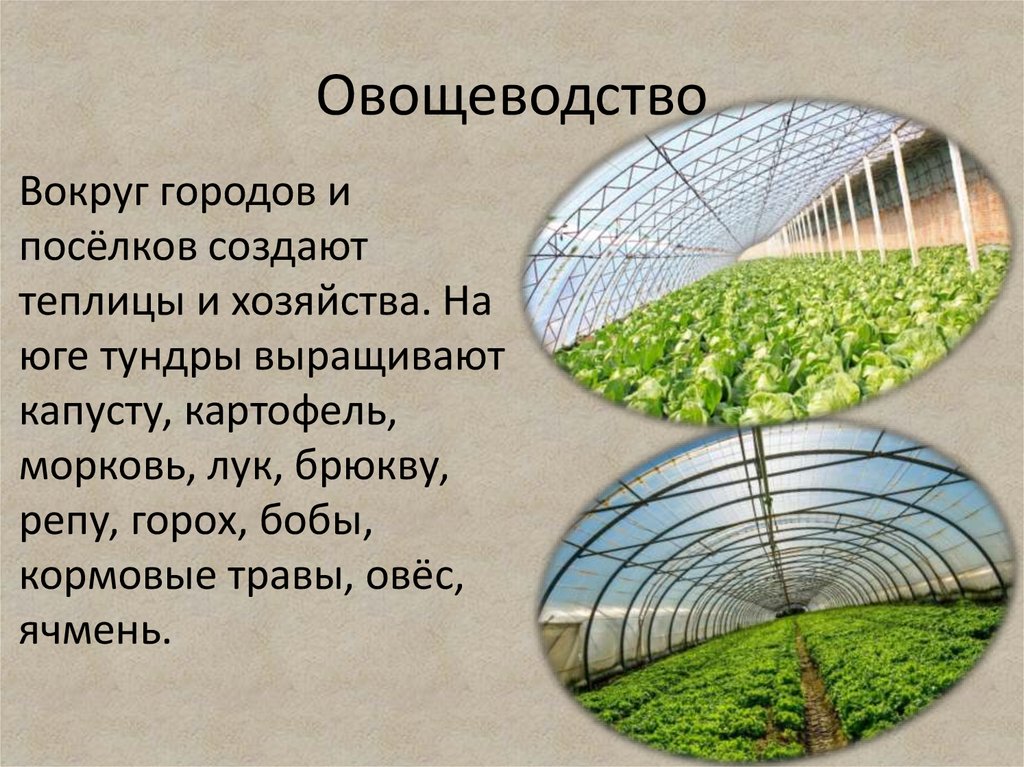 Выращивание овощных культур конспект урока