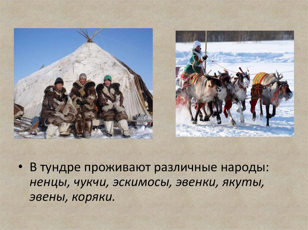 Чем занимаются народы россии. Жители тундры. Занятия населения тундры. Народы тундры. Народы проживающие в тундре.