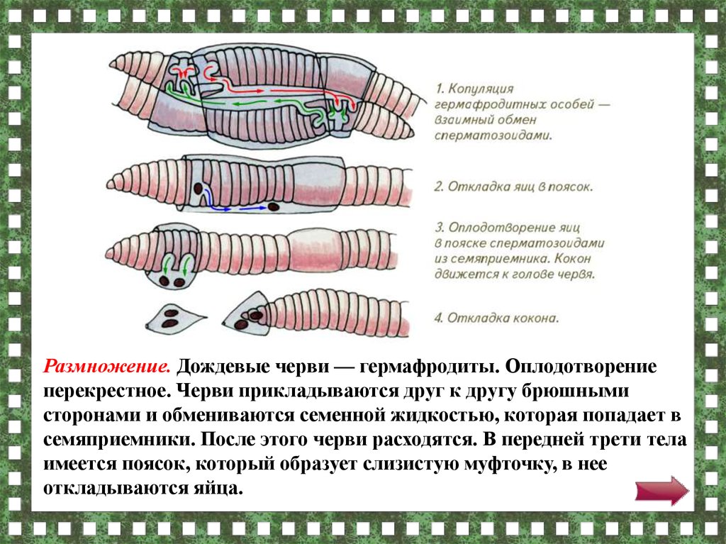 Кольчатые черви размножение. Оплодотворение дождевых червей перекрёстное. Кольчатые черви дождевой червь размножение. Половая система дождевого червя. Перекрестное размножение черви.