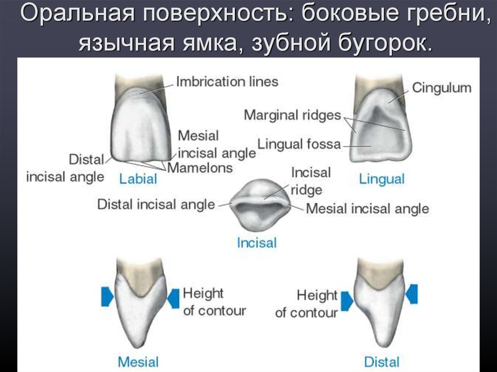 Зубной на латыни. Оральная поверхность зуба. Боковая поверхность зуба. Поверхности зуба названия. Медиальная контактная поверхность зуба.