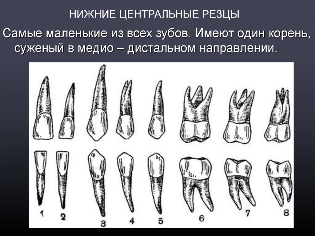 Корень зуба клык. Центральный резец верхней челюсти анатомия. Центральный медиальный резец верхней челюсти. Резцы клыки премоляры. Центральный резец нижней челюсти анатомия.