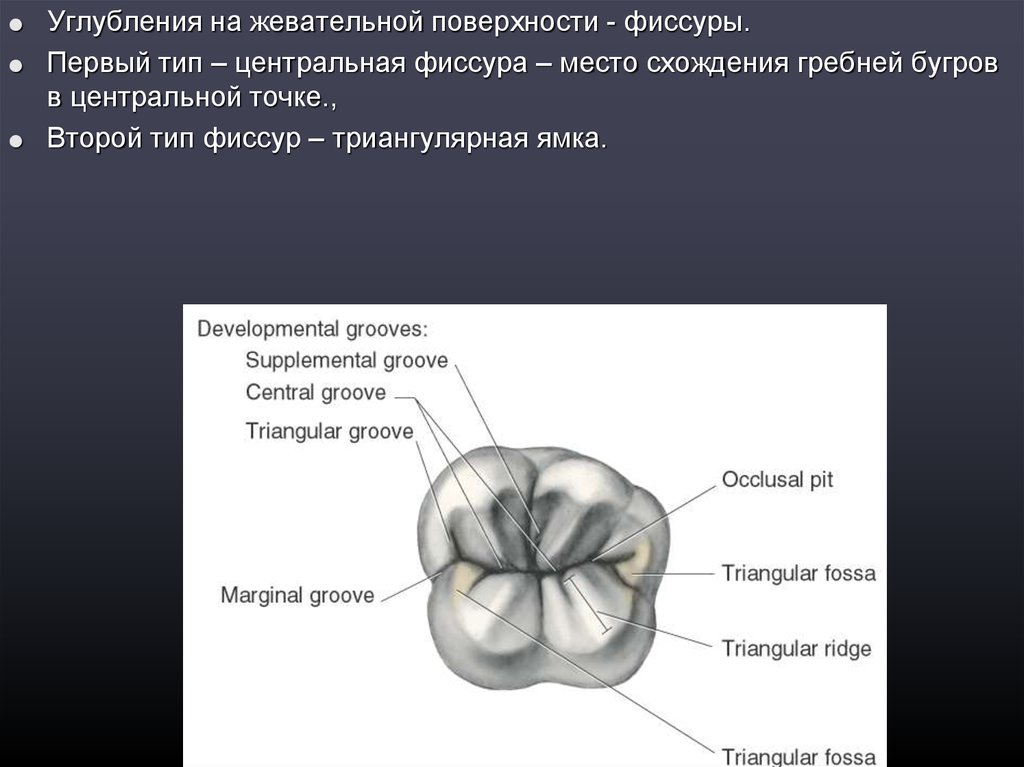 Окклюзионная поверхность