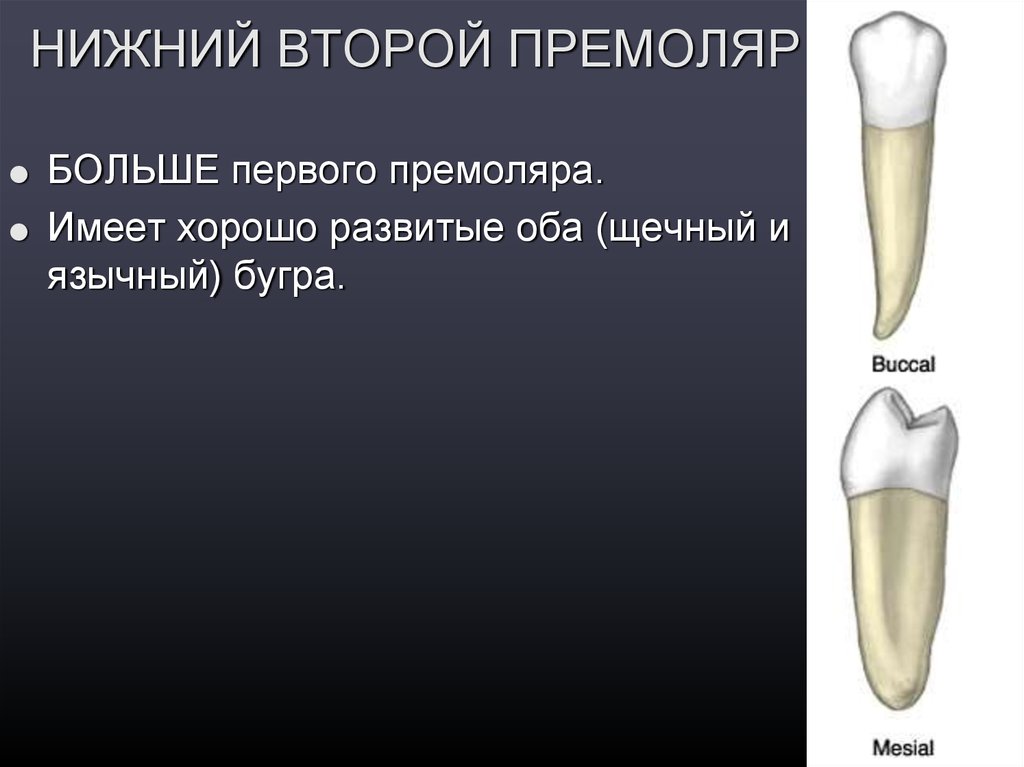 Премоляры это какие зубы. Второй Нижний премоляр. Строение премоляра. Первый премоляр второй премоляр.