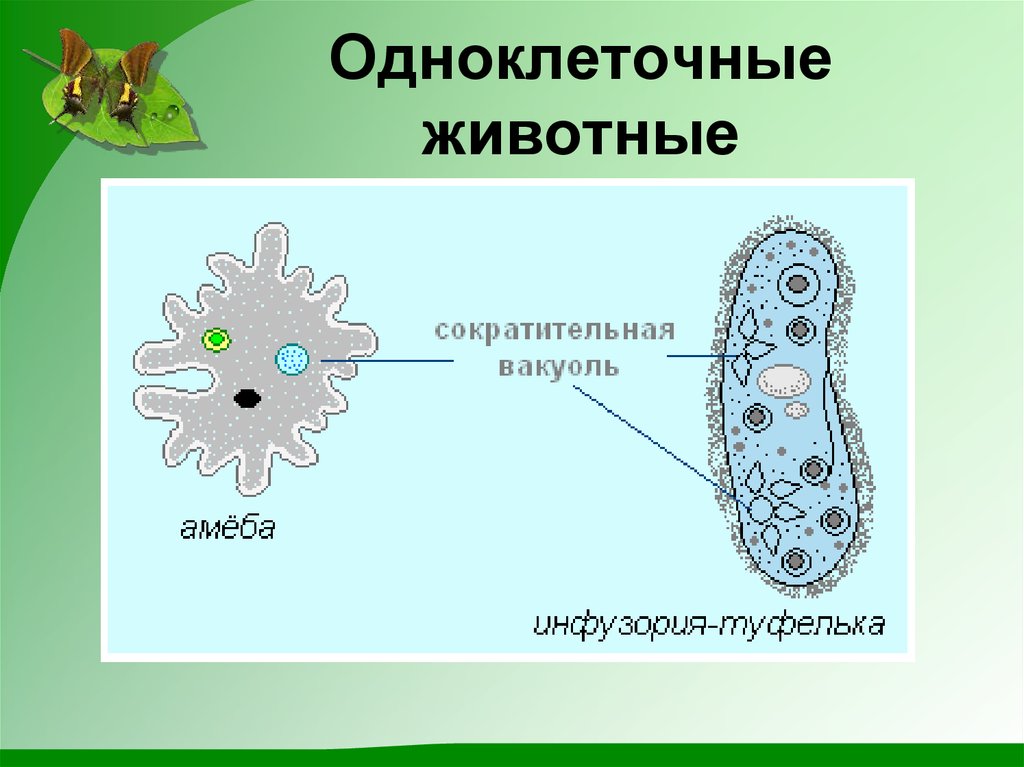 Сократительная вакуоль. Амеба сократительные вакуоли. Сократительные вакуоли амебы и инфузории туфельки. Выделительная вакуоль простейших. Функции сократительной вакуоли у простейших.