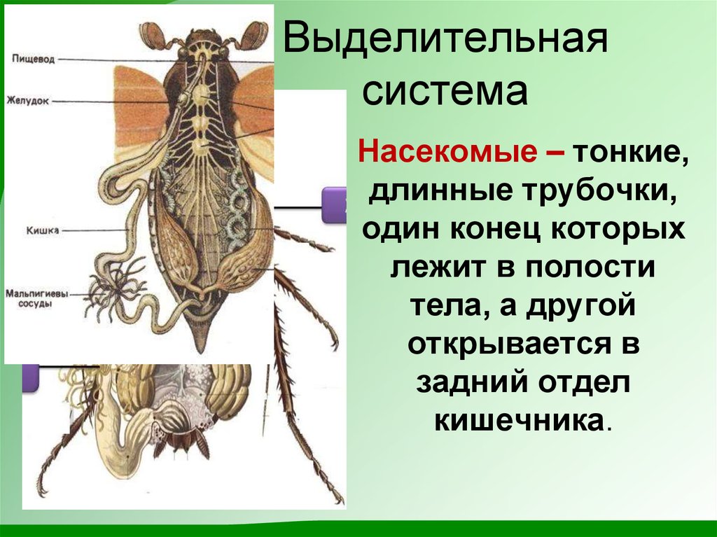 Представители какого класса имеют мальпигиевы сосуды. Класс насекомые выделительная система. Внутреннее строение насекомых выделительная система. Выделительная система насекомых 7. Выделительная система насекомых кратко.