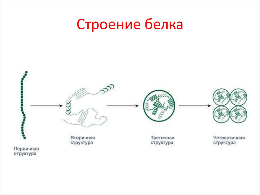 Строение белка. Биологическое строение белков. Белки строение. Строение растительного белка.