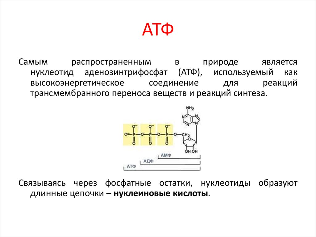 Атф уколы внутримышечно отзывы. АТФ. АТФ полимер. АТФ реакция. АТФ расшифровка.
