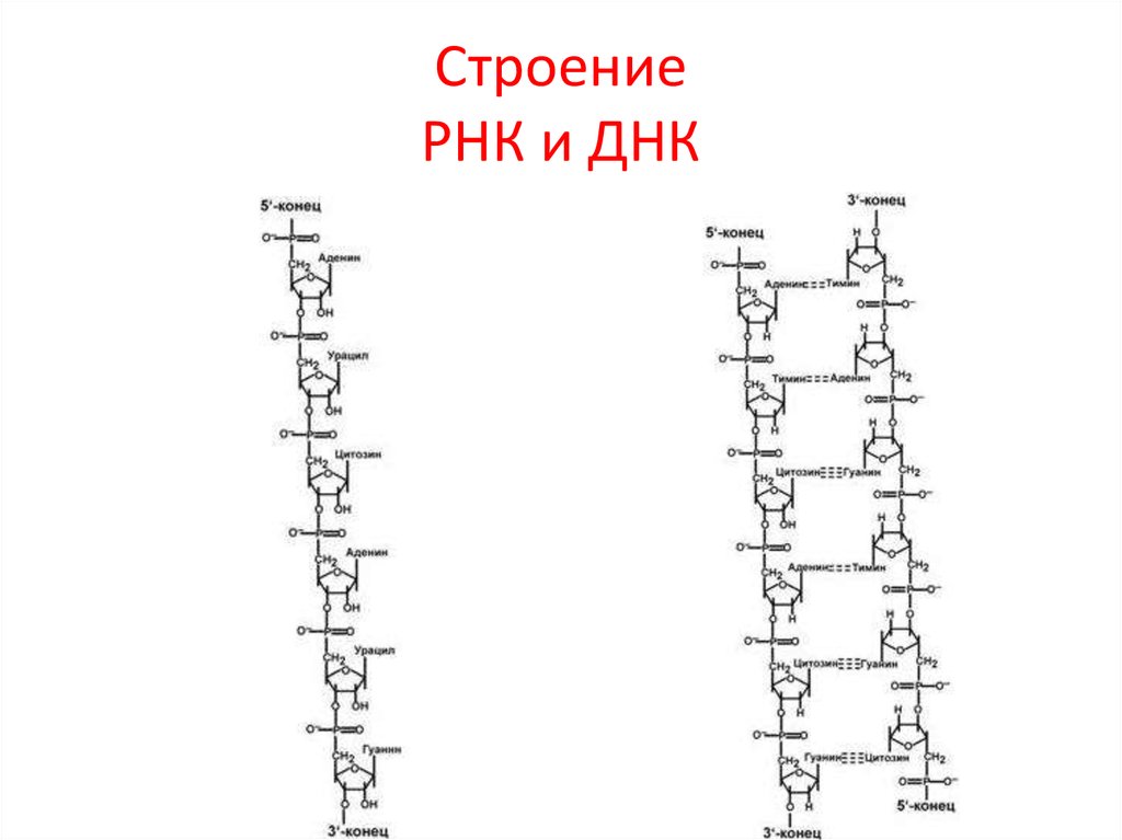 Схема днк рнк