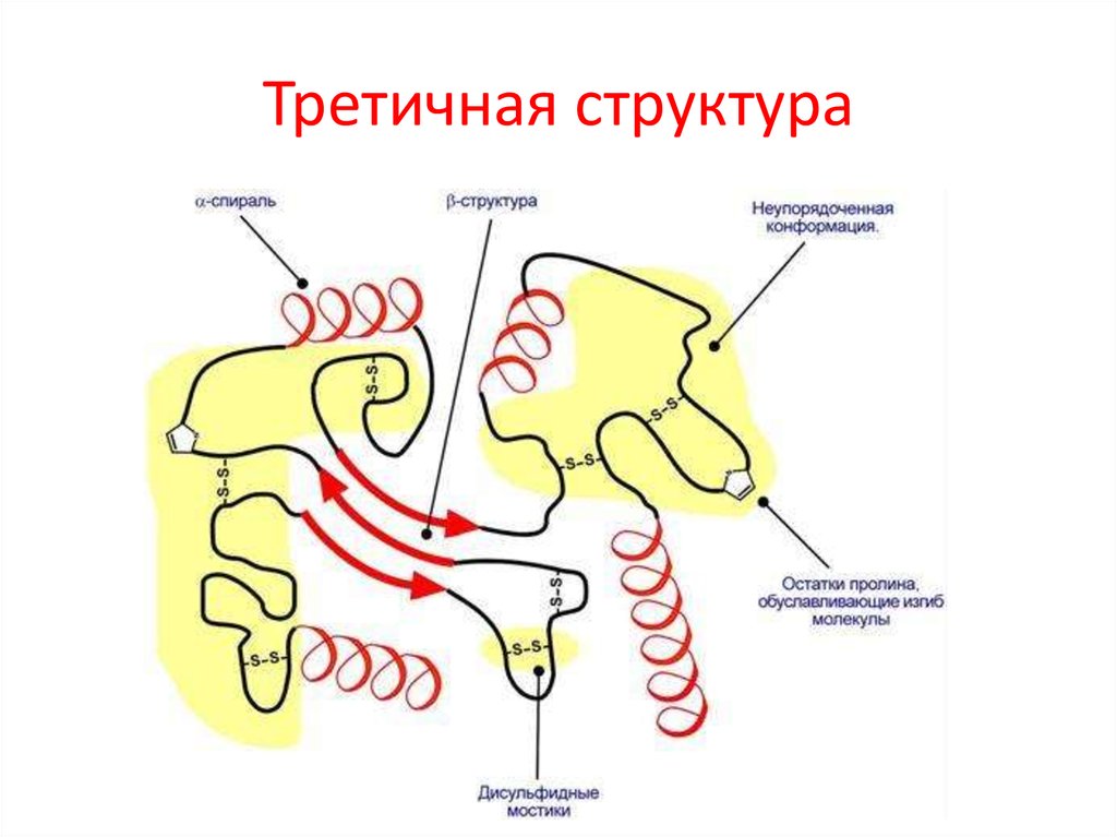 Третичный белок. Третичная структура белка связи. Структуры укладки белков. Третичная структура пролина. Третичная структура белка схематично.