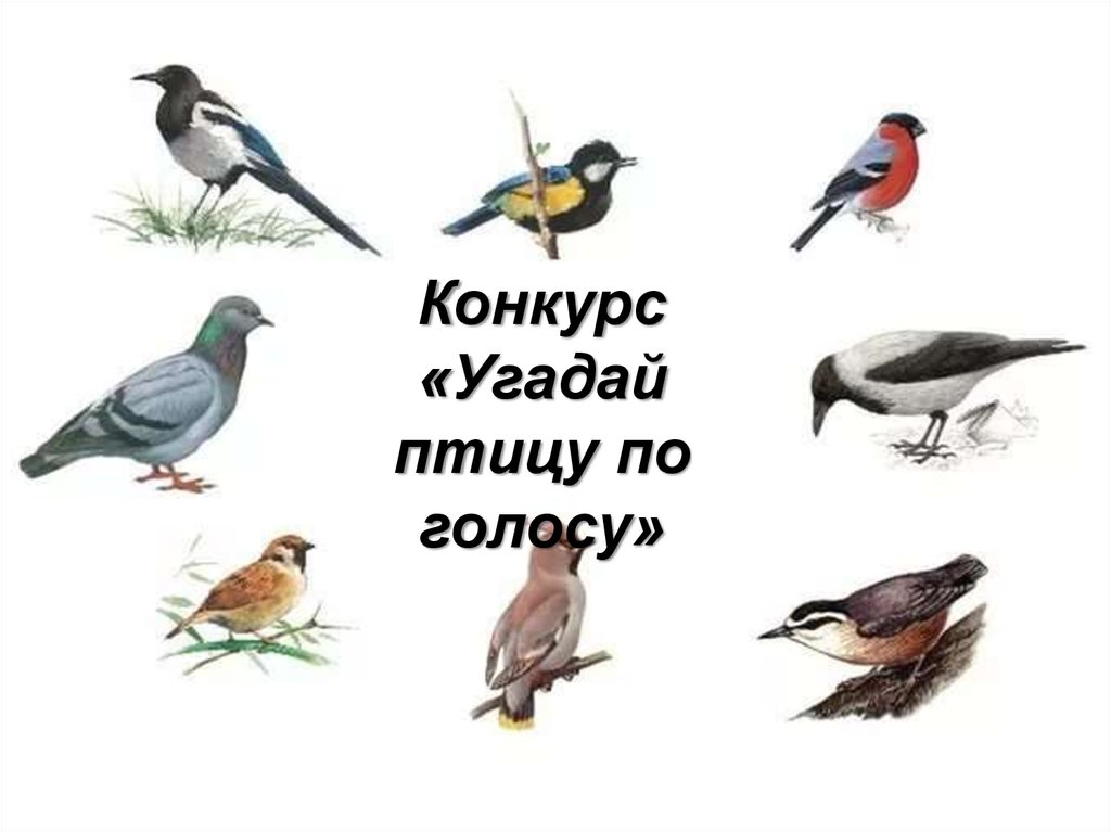 Познаем птиц. Перелётные птицы и зимующие птицы. Зимующие птицы России для дошкольников. Зимующие и перелетные птицы для дошкольников. Зимующие и перелетные птицы для дошкольников картинки.