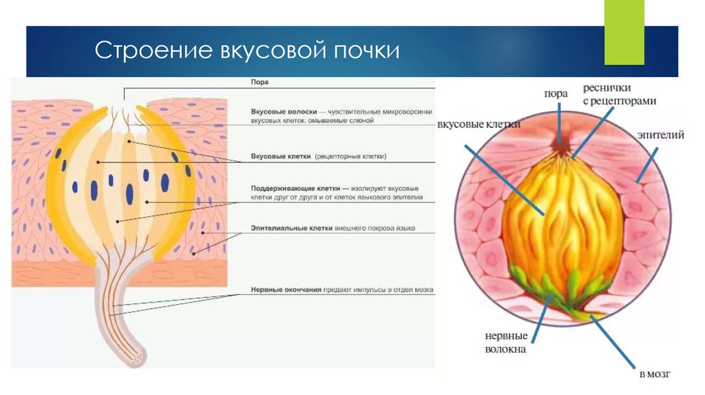 Вкусовая сенсорная система презентация