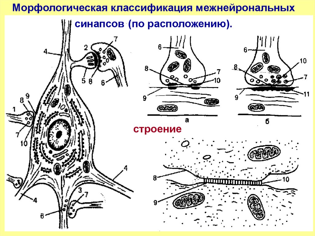 Классификация межнейронных синапсов