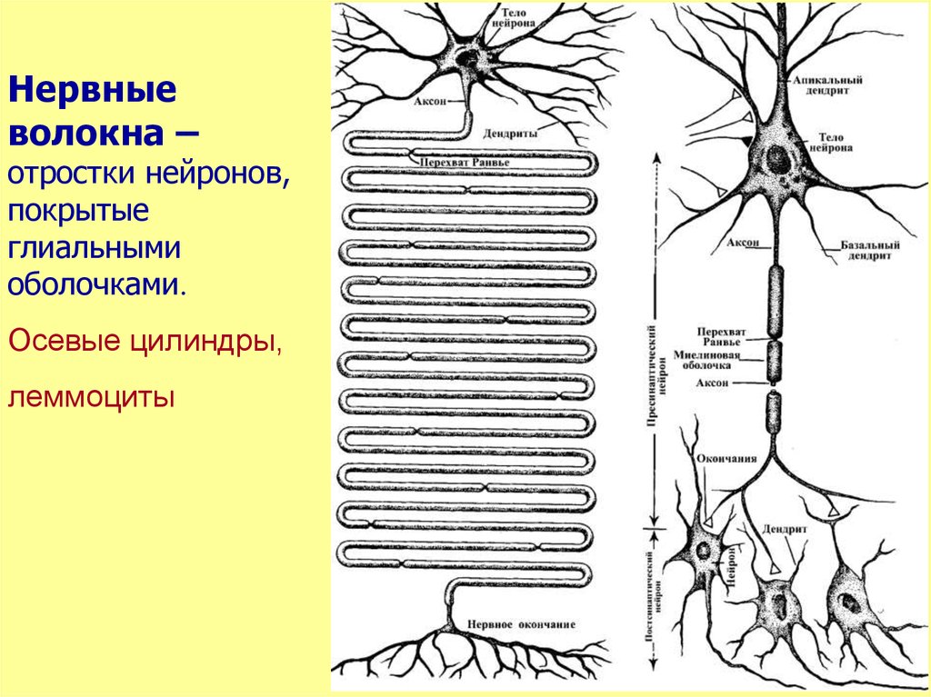 Отросток нервной клетки. Строение нейрона и нервного волокна. Глиальная оболочка нервного волокна. Нейрон. Нервные волокна. Нервные окончания.. Концевые аппараты отростков нейронов.