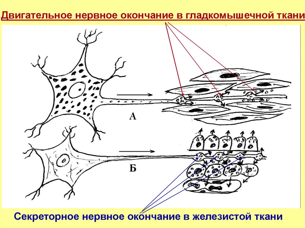 Моторные нервные окончания иннервируют