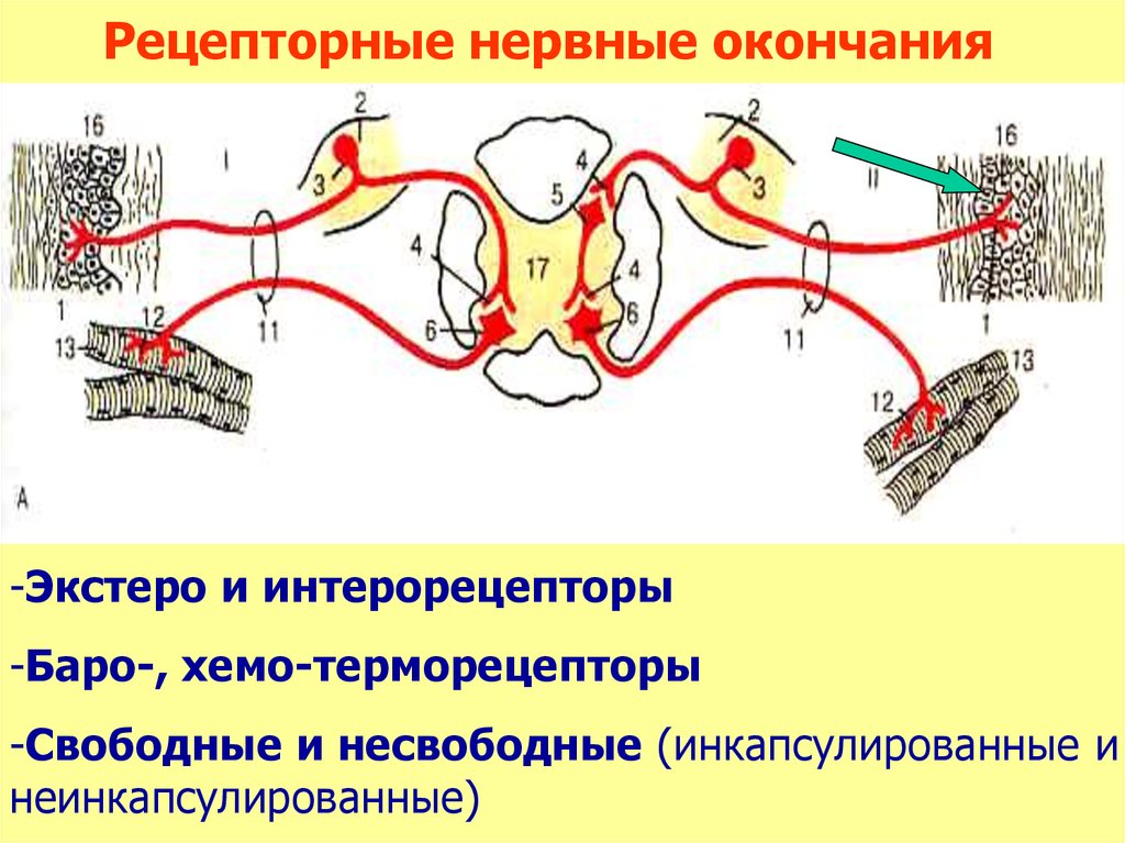 Карта нервных окончаний человека