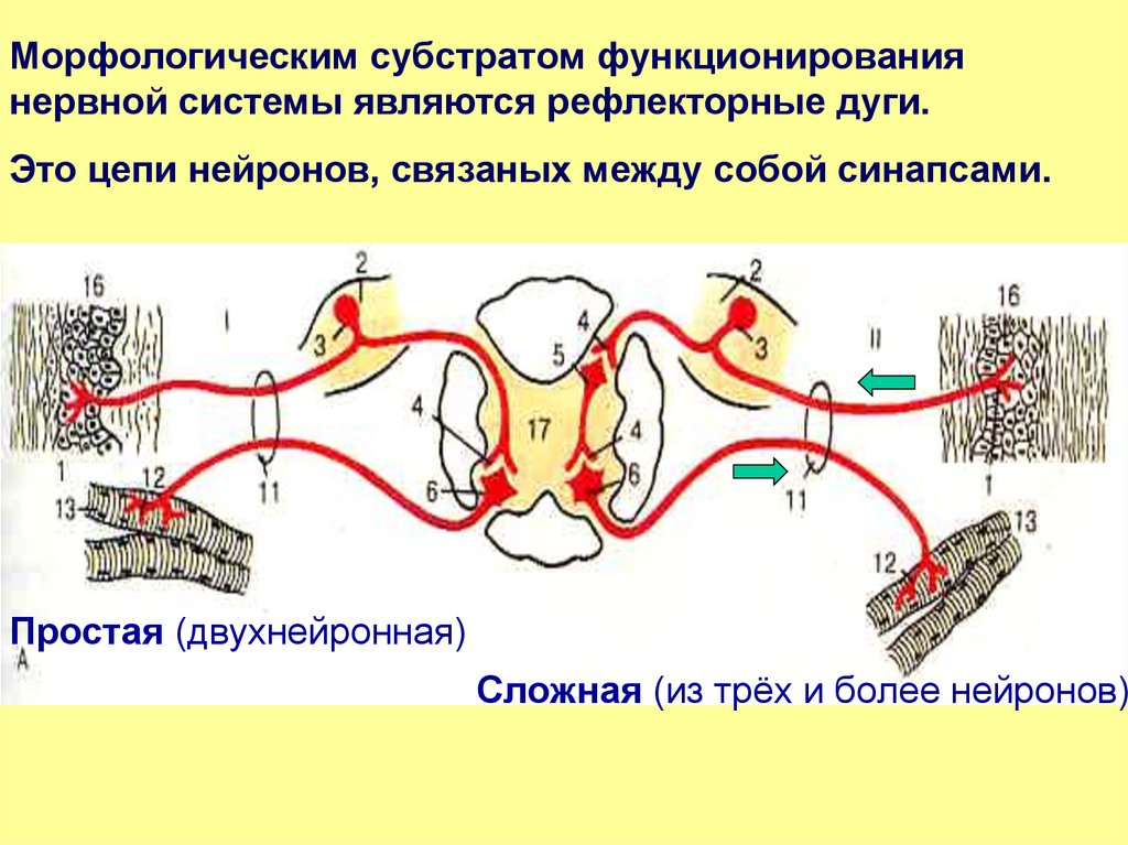 Путь рефлекторного импульса. Рефлекс рефлекторная дуга строение синапса. Строение рефлекторной дуги синапс. Синапс в рефлекторной дуге. Нейроны рефлекторной дуги.
