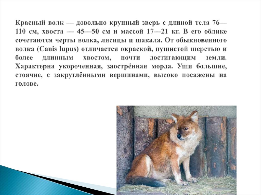 Какой тип развития характерен для волка обыкновенного изображенного на рисунке