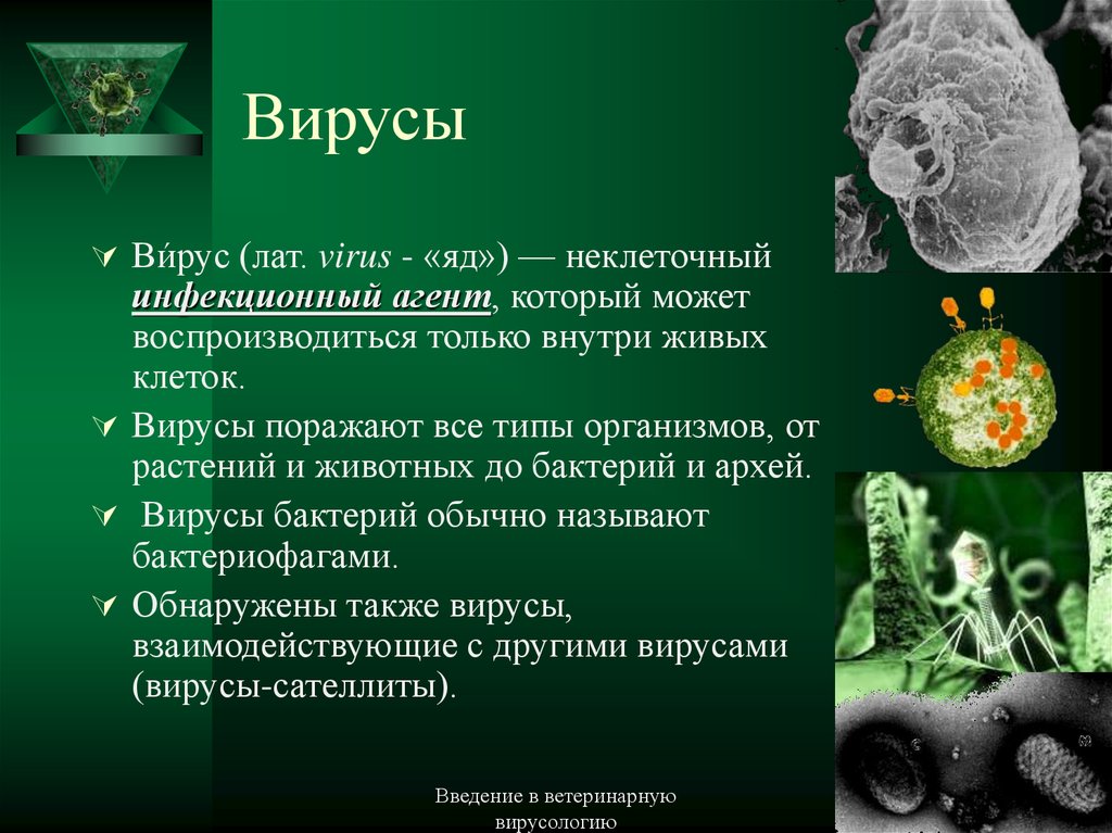 Вирусы относятся к живым организмам. Вирусы презентация. Информация о вирусах. Описание вируса. Вирусы биология.