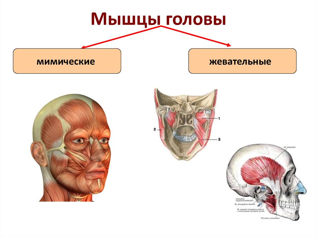 Жевательные мышцы анатомия