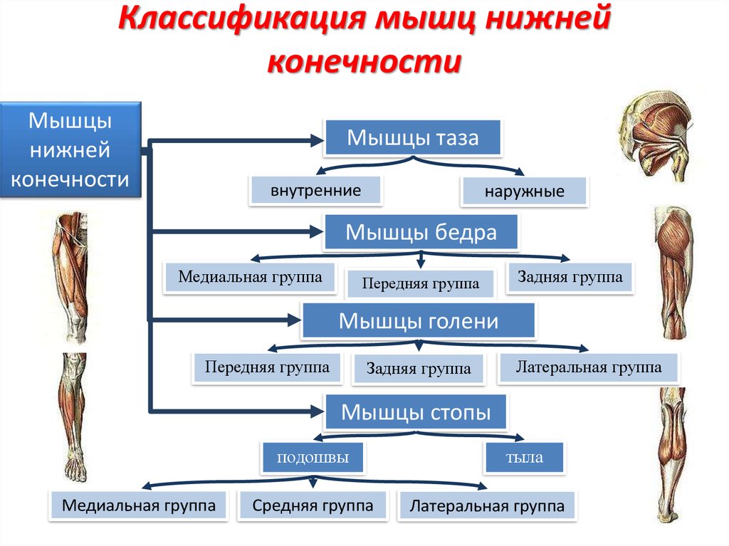 Классификация мышц