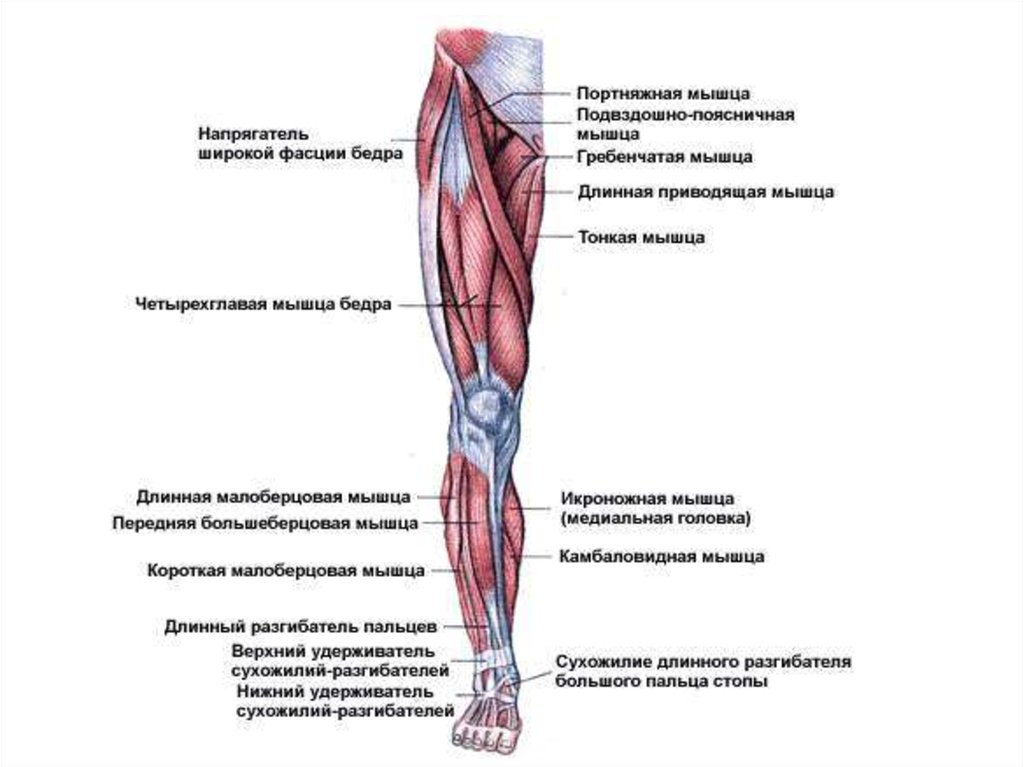 Мышцы нижней конечности вид сбоку. Строение мышц нижних конечностей.