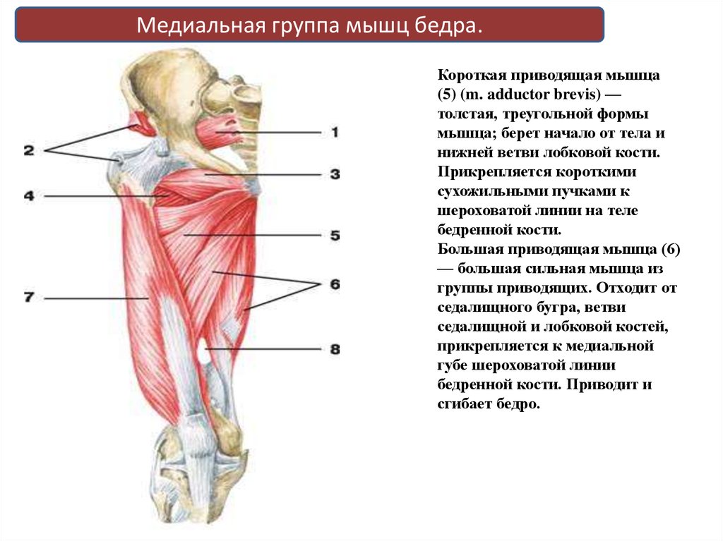 Короткая приводящая