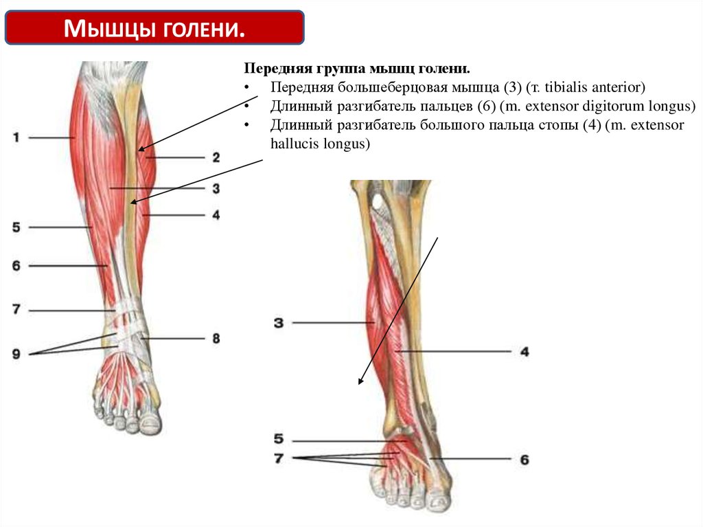 Голень. Анатомия мышц голени передняя группа. Передняя большеберцовая мышца, m. Tibialis anterior. Длинный разгибатель большого пальца голени. Мышцы сгибатели голени анатомия.