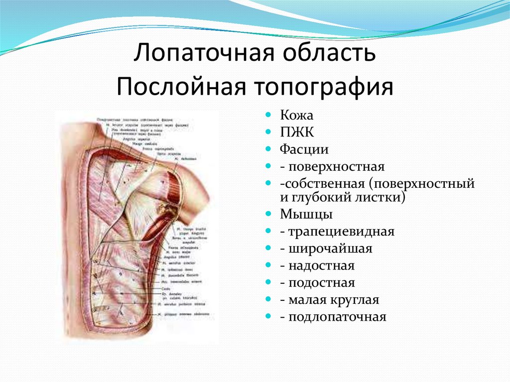 Лопаточная область анатомия. Поверхностная фасция лопаточной области. Послойная топография лопаточной области. Лопаточная область костно-фиброзные ложа. Плечо фасции топографическая анатомия.