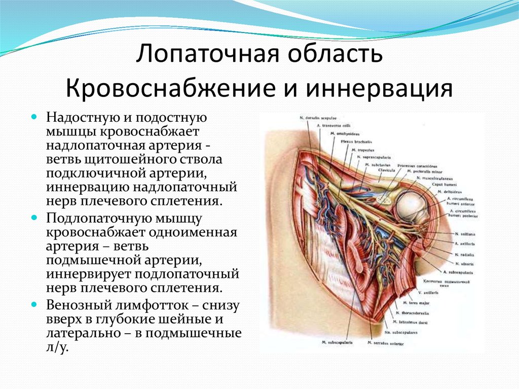 Область топографическая анатомия. Топография лопаточной области сосудисто-нервные пучки. Кровоснабжение и иннервация дельтовидной области. Кровоснабжение и иннервация лопаточной области. Сосуды и нервы лопаточной области.