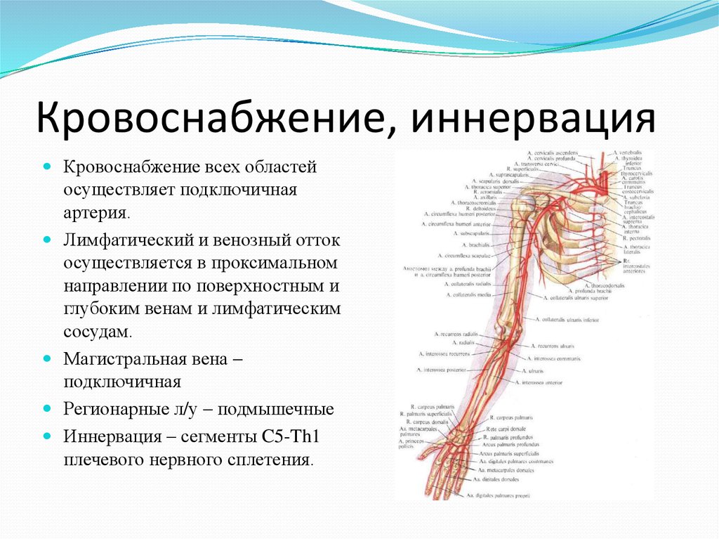 Кровообращение верхней конечности. Плечо топографическая анатомия иннервация. Кровоснабжение плечевого сустава артерии. Иннервация и кровоснабжение верхней конечности анатомия. Передняя область предплечья иннервация.