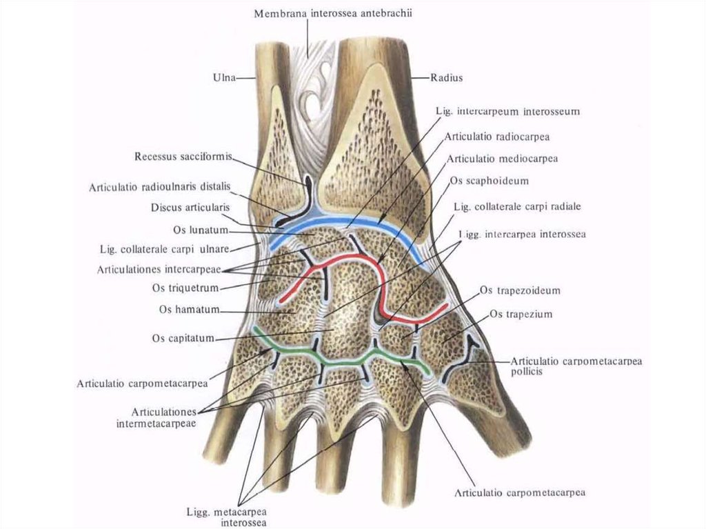 Соединения костей запястья. Связки лучезапястного сустава анатомия. Анатомия костей лучезапястного сустава. Локтевой и лучезапястный сустав анатомия. Суставы лучезапястного сустава анатомия.