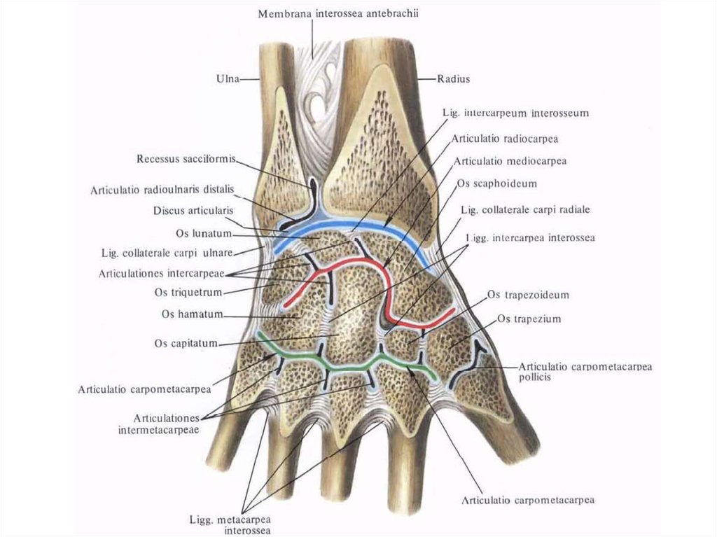 Поверхность запястья. Связки лучезапястного сустава анатомия. Анатомия костей лучезапястного сустава. Локтевой и лучезапястный сустав анатомия. Суставы лучезапястного сустава анатомия.