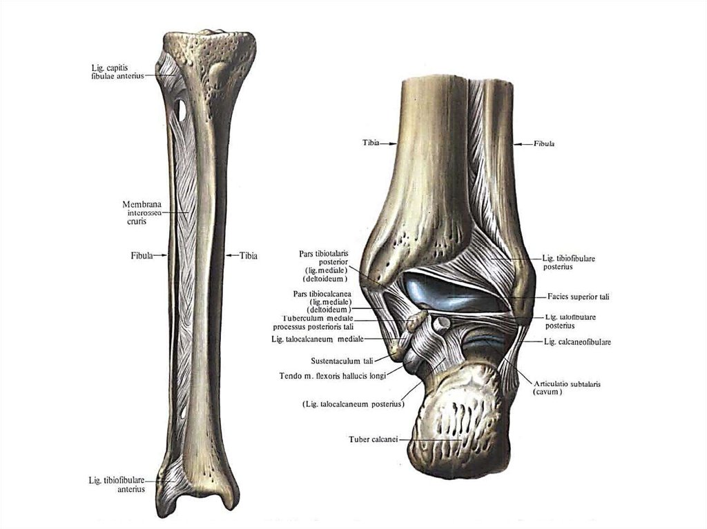 Между бедренной и большеберцовой костями какое. Межкостная мембрана голени. Межберцовый синдесмоз анатомия. Межберцовый синдесмоз голеностопного сустава анатомия. Синдесмоз малоберцовой кости.