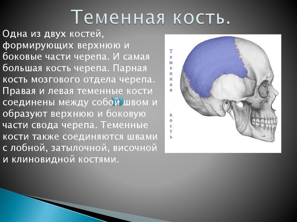 Теменная кость находится. Теменная кость. Наружная поверхность теменной кости. Теменная кость части. Теменное отверстие теменной кости.