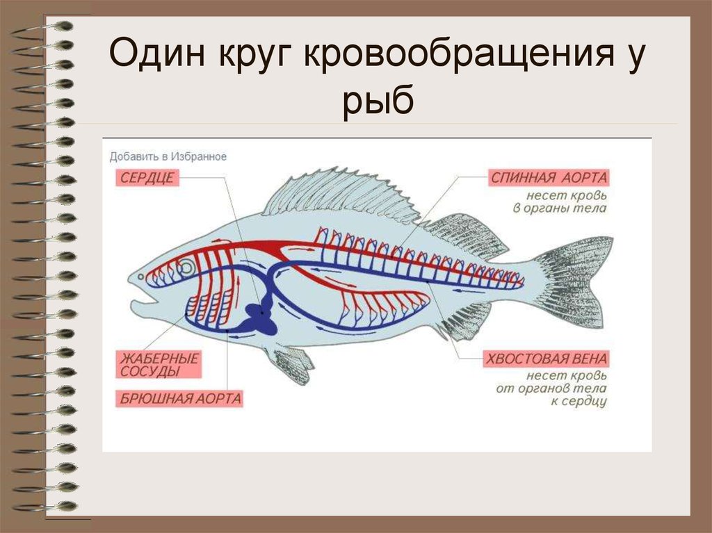 Какие системы органов у рыб. Кровеносная система система рыб. Круг кровообращения рыб схема. Кровеносная система рыб схема круги кровообращения. Центр регуляции кровообращения у рыб.