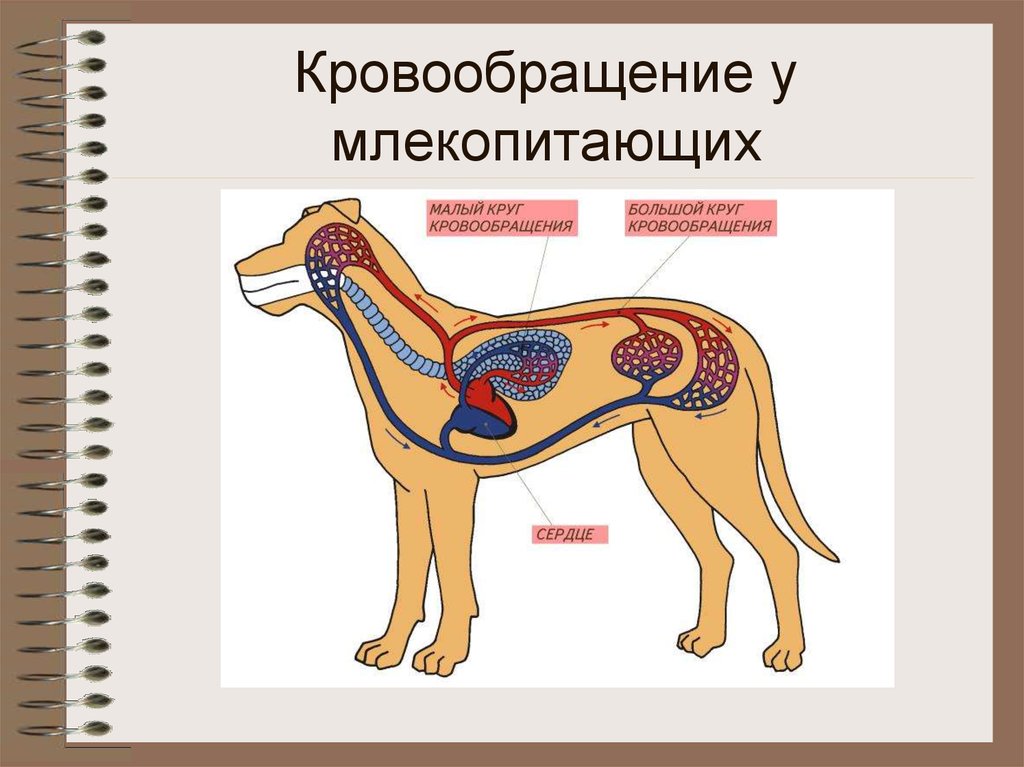 Млекопитающие кровообращение и дыхание. Кровеносная система млекопитающих схема. Круги кровообращения млекопитающих схема. Малый круг кровообращения у млекопитающих. Кровеносная система млекопитающих схема круги кровообращения.