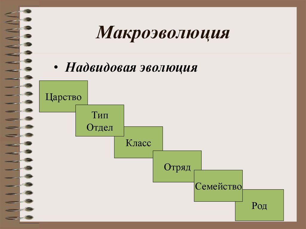 Презентация по биологии 9 класс макроэволюция