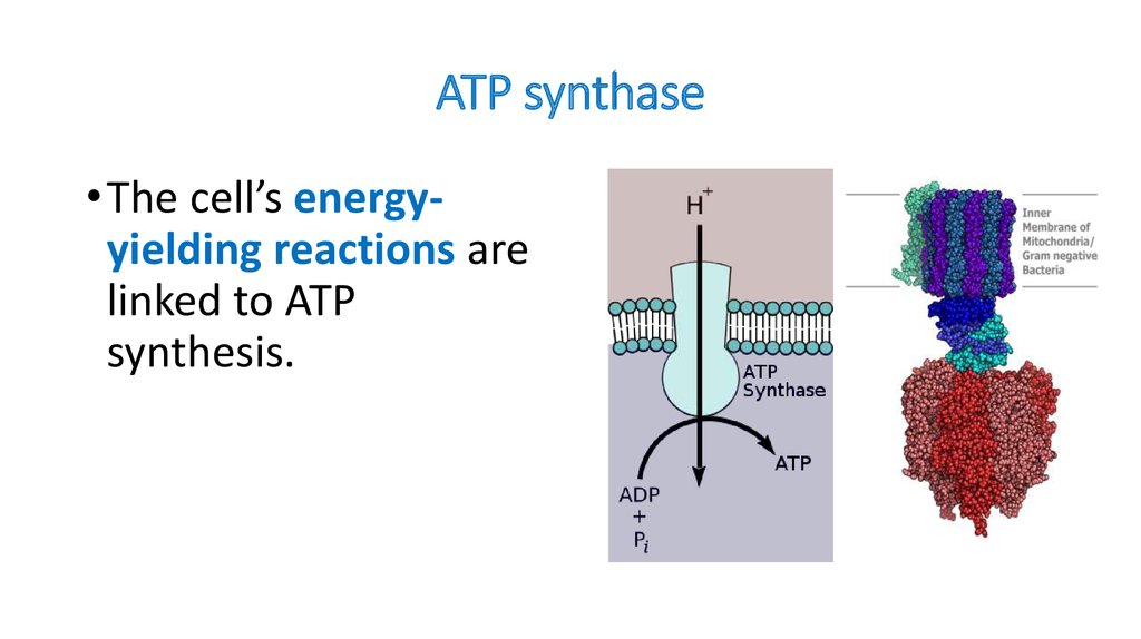 The Structure And Function Of ATP The Formation Of ATP In The Aerobic 