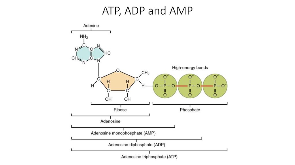 ATP, ADP and AMP