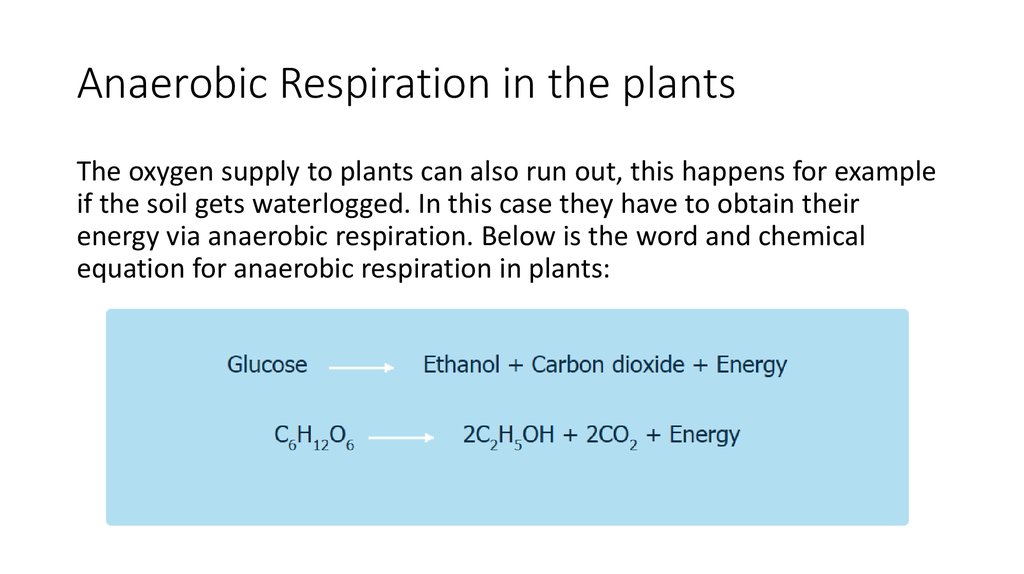 Anaerobic Respiration in the plants