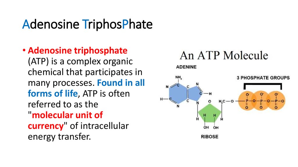 Adenosine TriphosPhate