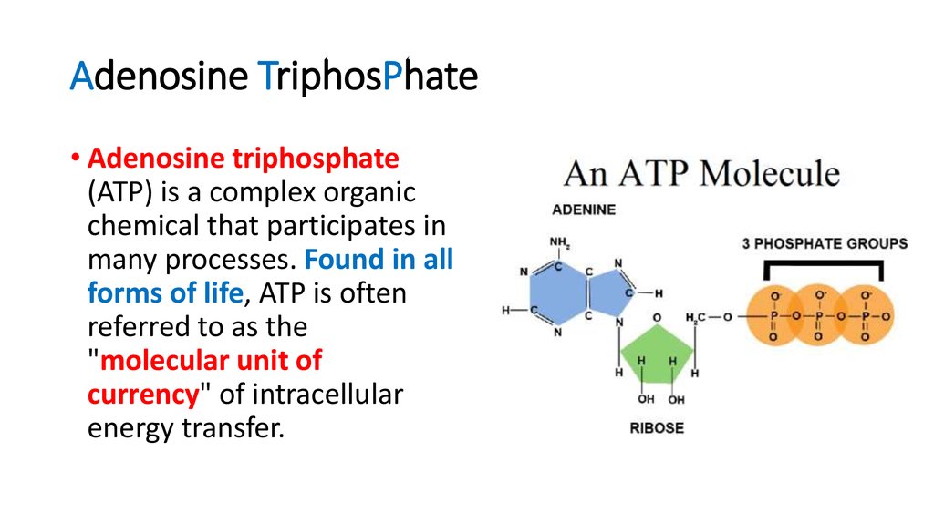 which term describes atp production