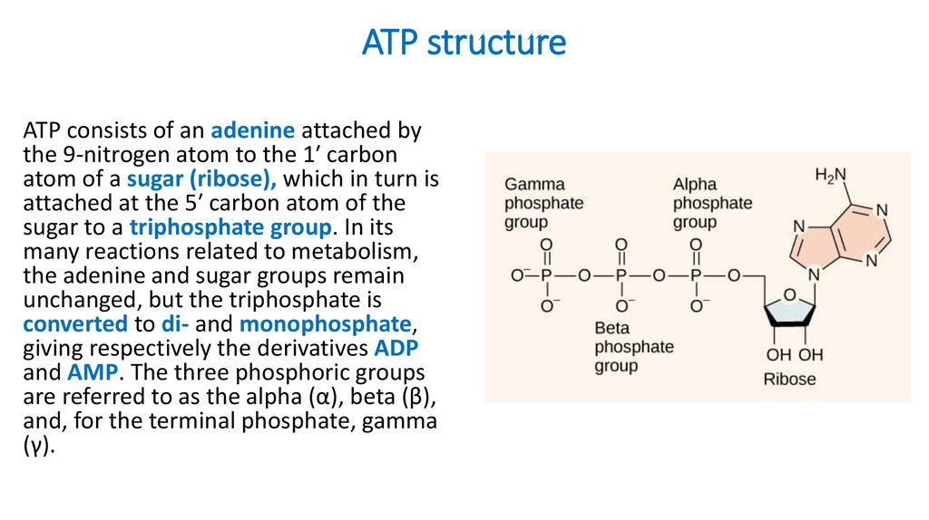 ATP structure