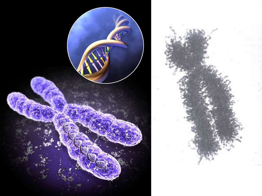 Хромосомы живых клеток. Структура хромосомы эукариот. Хромосомы эукариотической клетки. Строение хромосомы эукариот. Строение клетки хромосомы.