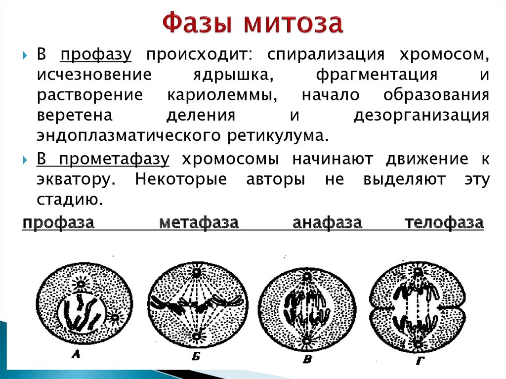 Особенности профазы митоза по плану