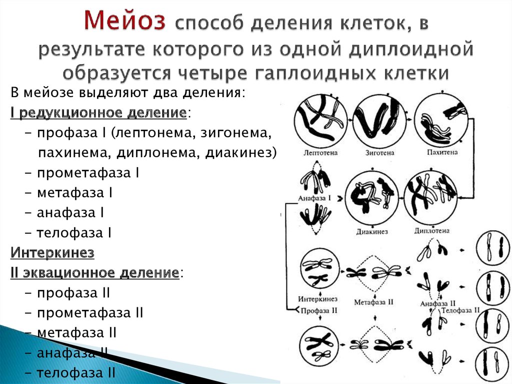 Схема митотического деления клетки диплоидной клетки