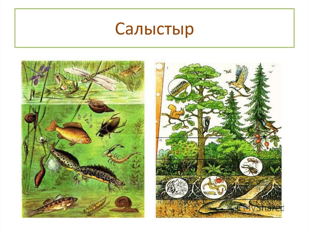 Искусственные природные сообщества пруд. Сообщество биоценоз экосистема. Экосистема и биогеоценоз. Естественный биогеоценоз. Природные экосистемы.