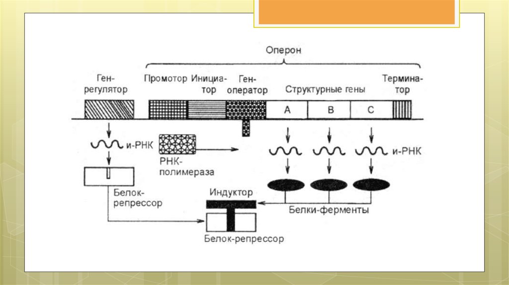 Оператор транскрипция. Схема регуляции лактозного оперона. Структура Гена оперон. Организация генома прокариот оперон. Схема строения оперона у прокариот.