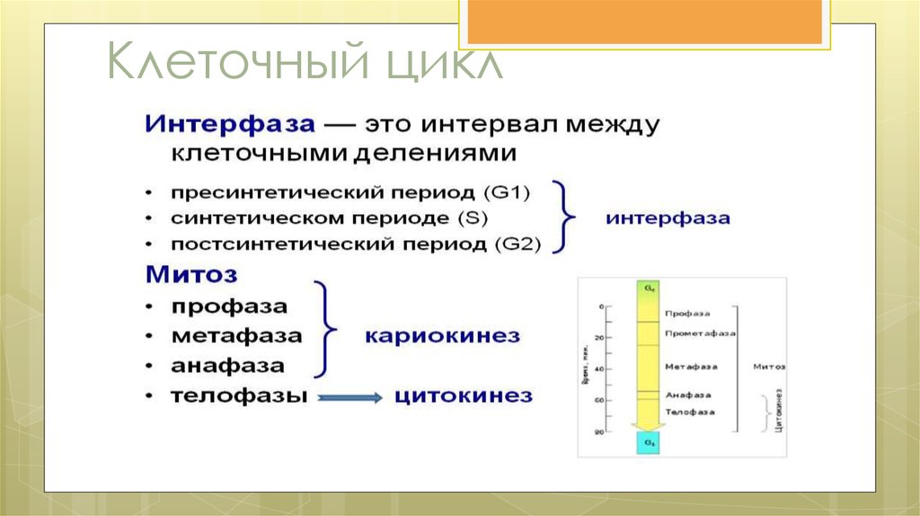 Периоды клетки. Пресинтетический период клеточного цикла. Клеточный цикл и его периодизация. Клеточный цикл и его периоды таблица. Клеточный цикл клетки таблица.