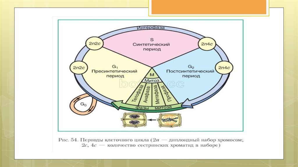 Жизненный цикл клетки класс